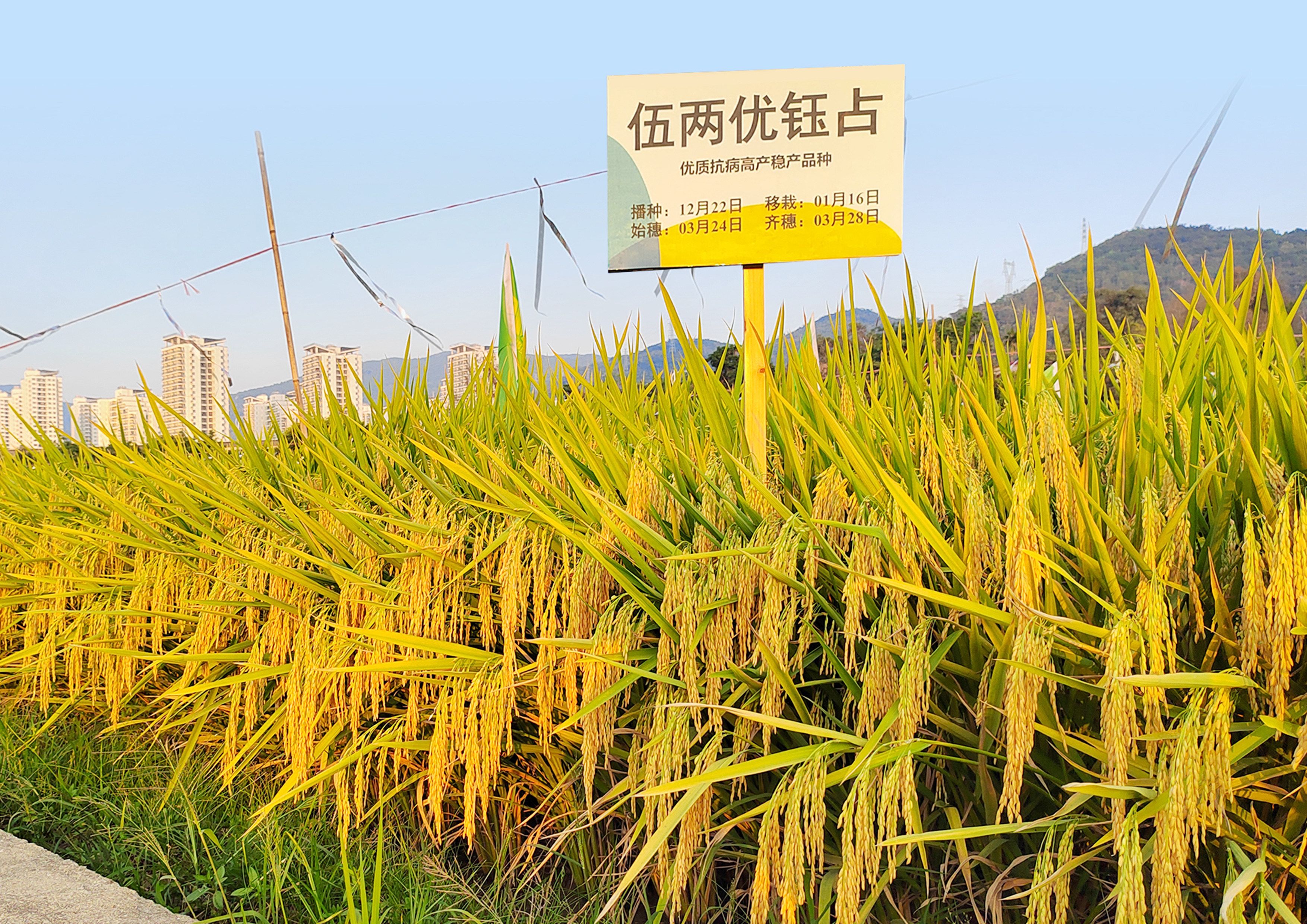 伍两优钰占 伍两优钰占