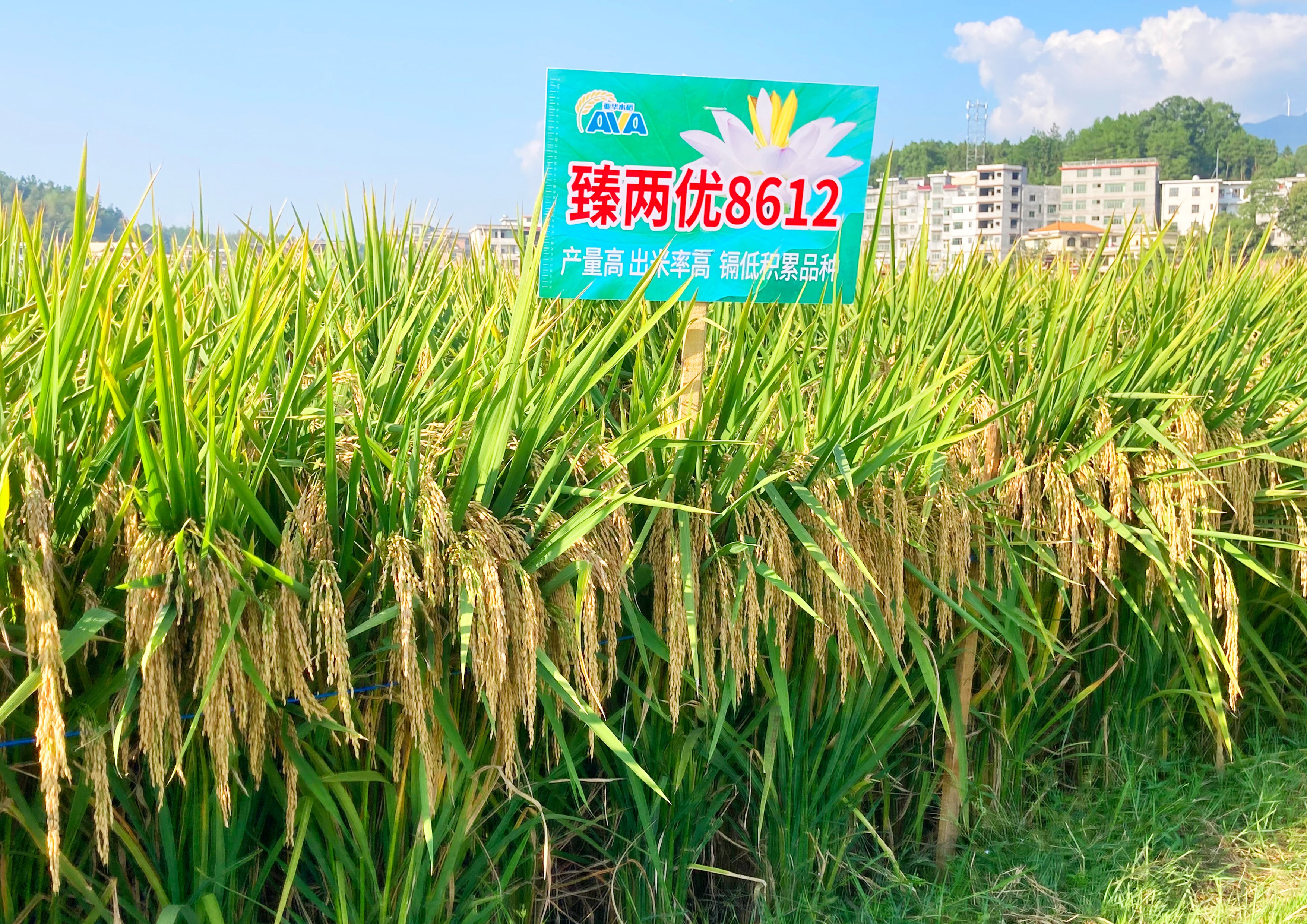 臻两优8612 臻两优8612