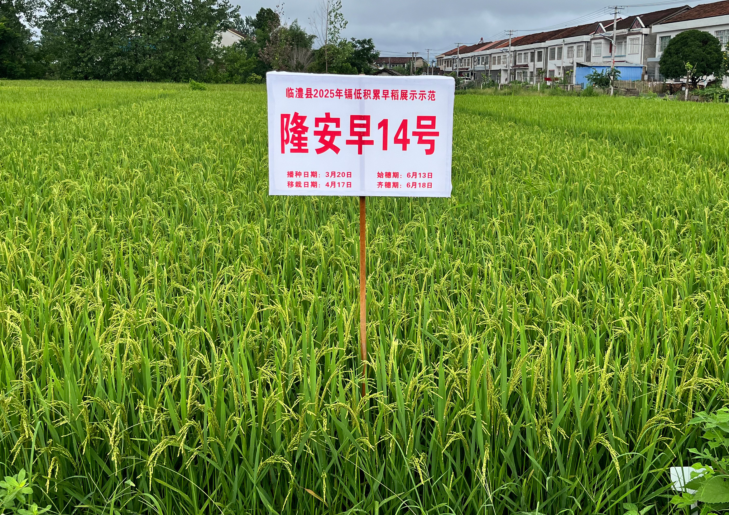 隆安早14号