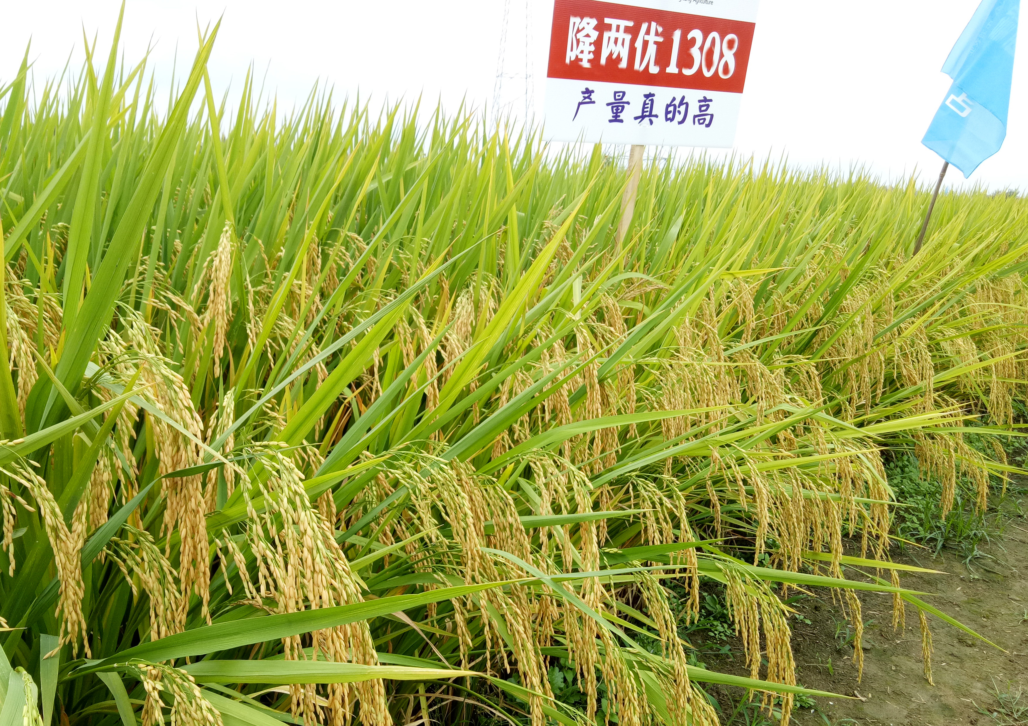 隆两优1308