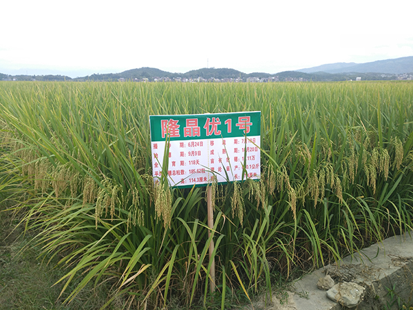 稻虾共养,隆晶优1号更配呦!